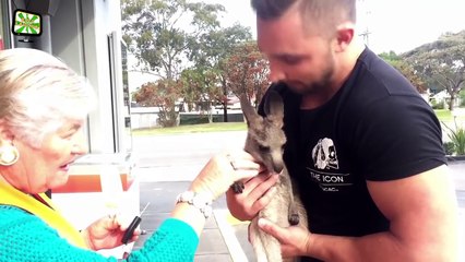 kangurular ve sevimli yavruları insanlarla oyunu izle.