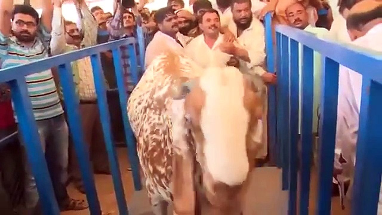 Biggest Cow gets famous in Gulf Countries and Middle East - Video Dailymotion