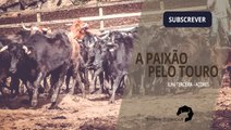 A PAIXÃO PELO TOURO | Ganadaria Francisco Pereira