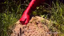 Spiderman Vs Venom Ant trap killer ants Super Hero Fights Vs In Real Life IRL