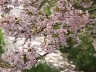 Taste of Tea par Inaka