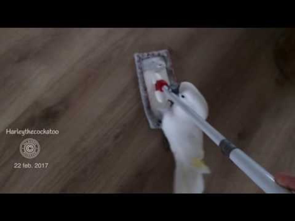 Cockatoo Loves Attacking Moving Duster