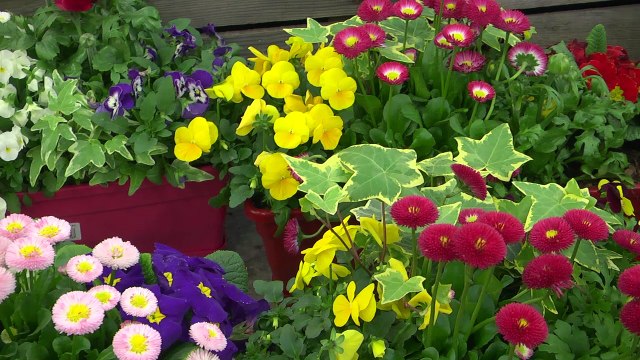 Alpes du Sud : quelques conseils d'un expert Botanic pour avoir un beau jardin de printemps