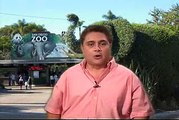 San Diego Zoo at 90: The First Gorillas