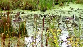 Красивые цвета осень Земля Миннесота из оглушающий 10 000 озер hd audubon minne