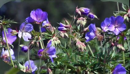 Auguri iiii di vero cuore Mario