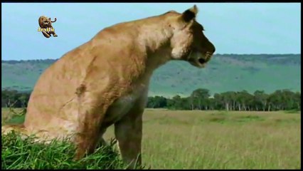 Скачать видео: Top animais selvagens, Animais selvagens atacando, Animals, Confrontos animais, Serpentes atacando animais e humanos, Lince, Piton birmanesa, Wild life, Reino animal, Animals, animais em extinção, animais marinhos, vida animal, filme -18ans, lion vs man,