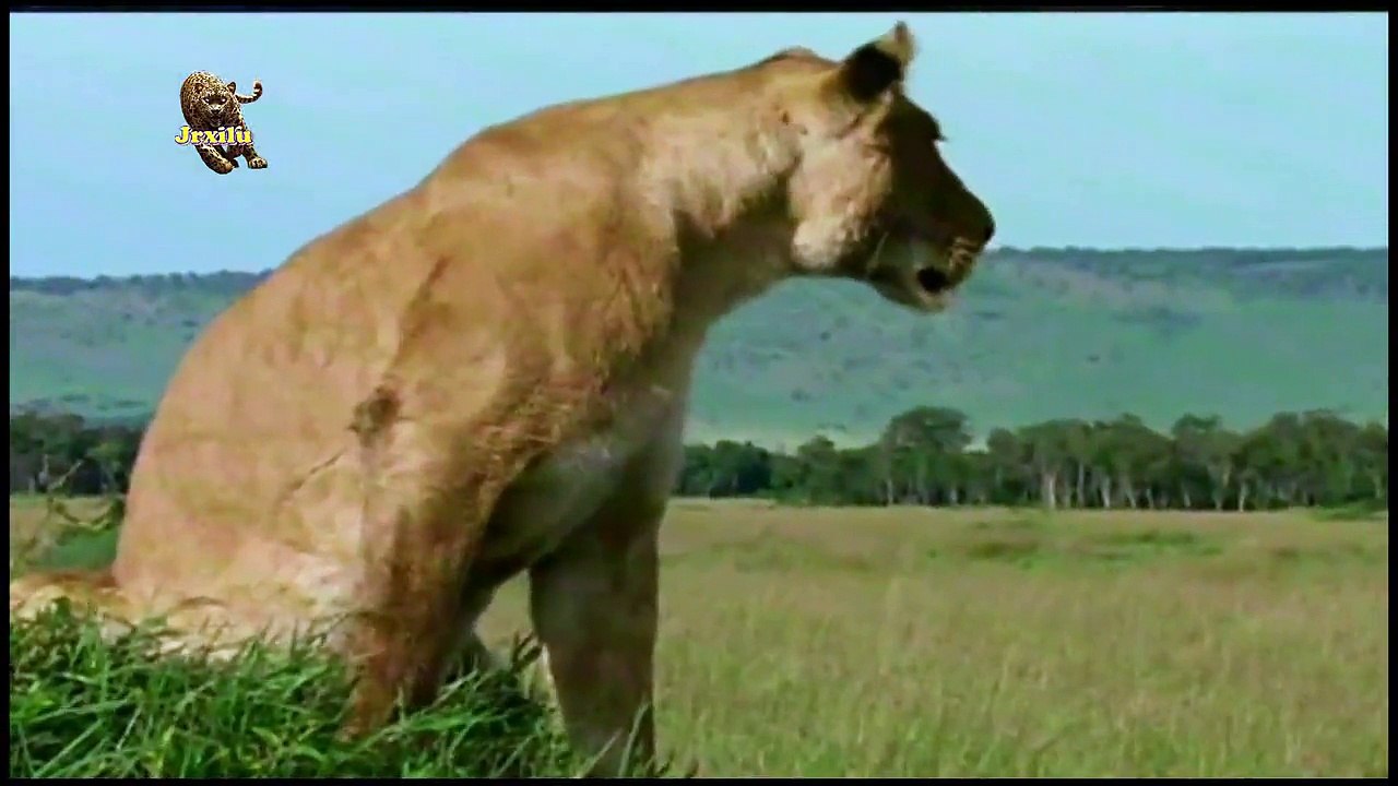 Top animais selvagens, Animais selvagens atacando, Animals, Confrontos animais, Serpentes atacando animais e humanos, Lince, Piton birmanesa, Wild life, Reino animal, Animals, animais em extinção, animais marinhos, vida animal, filme -18ans, lion vs man,