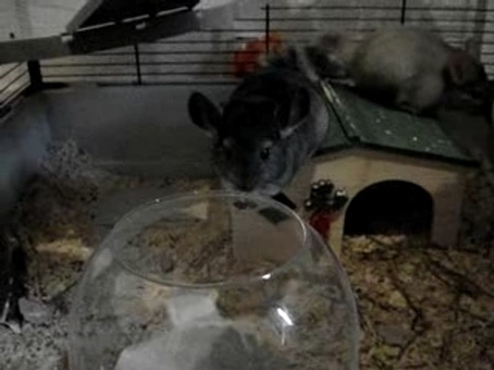 le bain des chinchillas