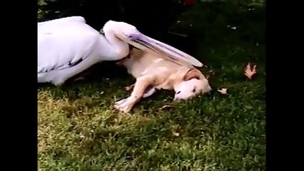 【閲覧注意】野生のキツネを助けたら予想外の結末に・・