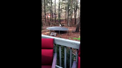 Ce chien adore faire du trampoline !