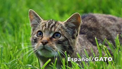 Learning animals in 3 languages with Catalina the Alpaca