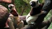 Cool New Sifaka Lemurs - Cincinnati Zoo