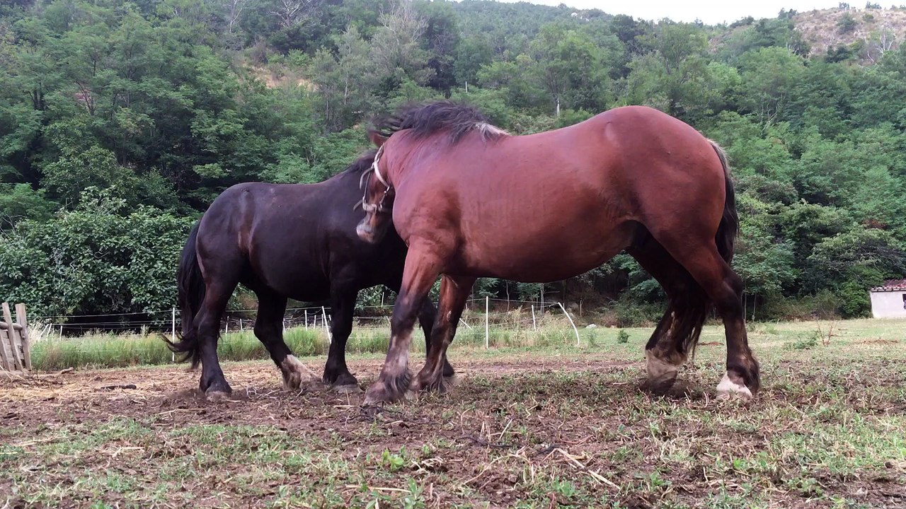 Images impressionnantes de deux étalons entrain de jouer !