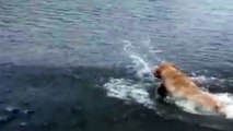 Un chien tente de pêcher un poisson !