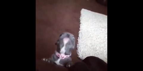 Ce chiot aboie vraiment bizarrement !