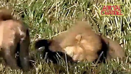 Sulme spektakulare të maceve të mëdha, leopardit, tigrit