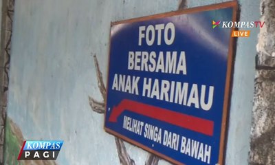Seorang Balita Diterkam Harimau di Kebun Binatang