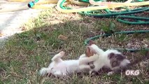 Funny Cats Compilation [Must See] Funny Cat Videos Ever - Try not to laugh challenge #1