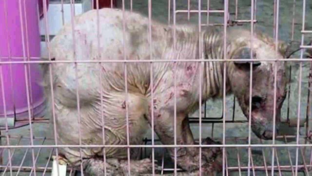 Top 5 Strangest Unidentified Creatures Ever Found!!