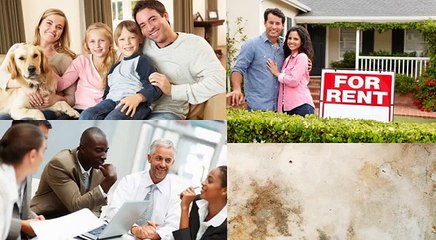 Mold Remediation Pros