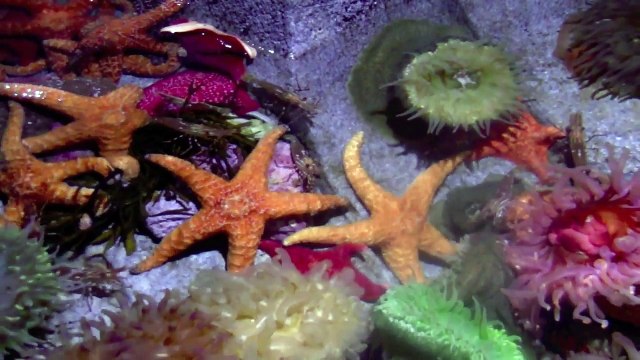 SEA ANIMAL for KIds, Babies, Toddlers & Preschool - Puffer fish Penguin Turtle Sea turtle Starfish Otter Beluga