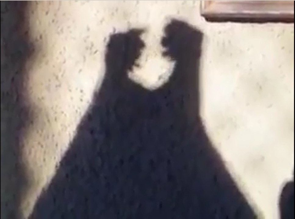 videos chistosos ( juego de sombras eroticas ) 2017