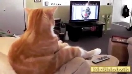 Watching these pet actions you will not hold back your laughter