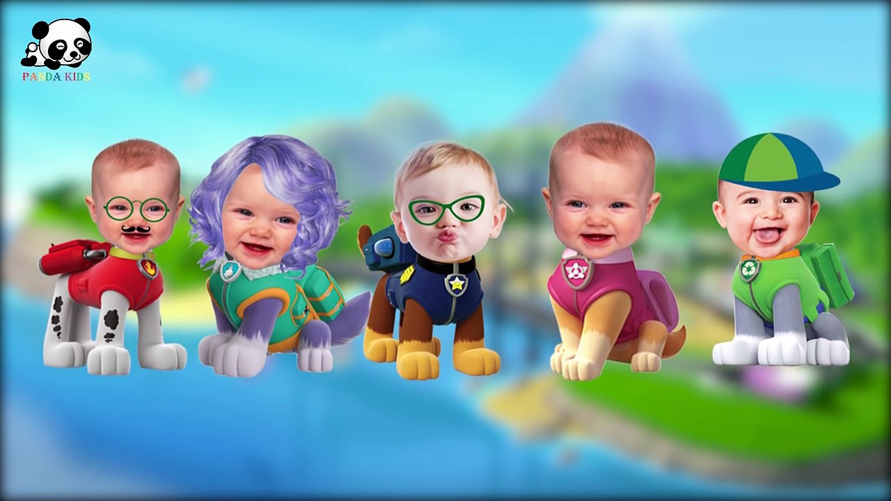 Little Baby Paw Patrol Finger Family Songs - Daddy Finger Family Nursery Rhymes - Panda Ki