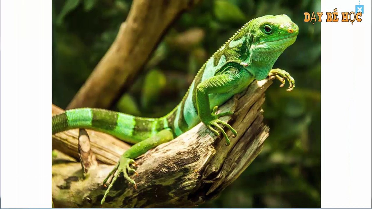 Dạy bé học nói con vật tiếng anh | Dạy bé học tiếng anh qua con vật | Learning animals Full