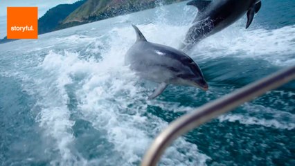 Dolphins Put on Show for Film Crew