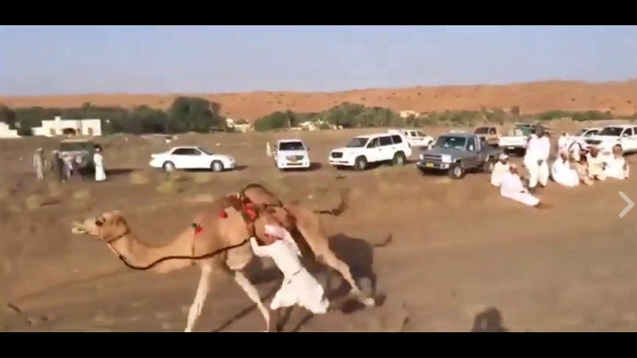 عربی بھائی اور اونٹ کا پیار دیکھیں