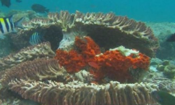 Cara Tim Investigasi Usut Kerusakan Terumbu Karang (Bag. 1)