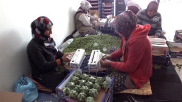 Kayısı Çağlası 10 Liradan Alıcı Buluyor