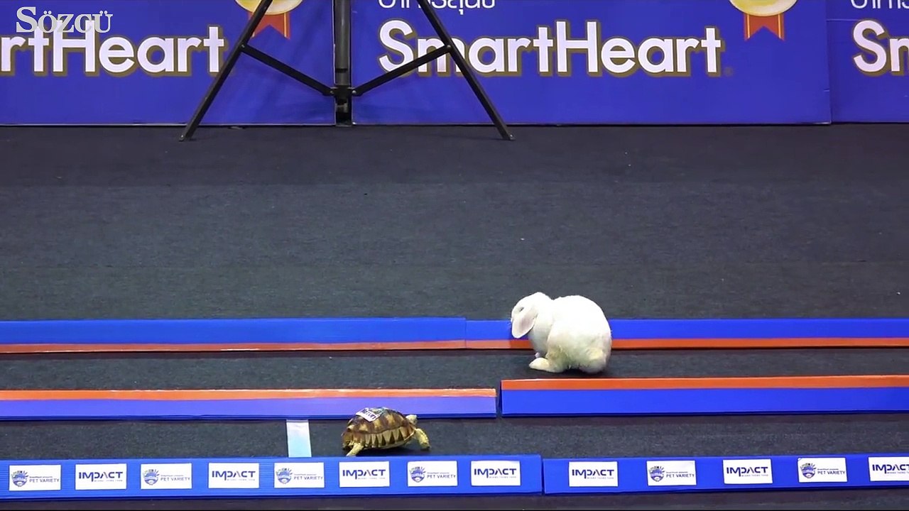 Kaplumbağa mı daha hızlı, tavşan mı?