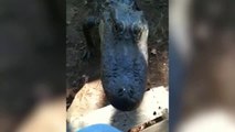 Compilation de grosses frayeurs avec des crocodiles