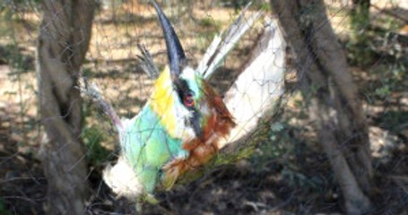 Kıbrıs'taki İngiliz Üssünde Kaçak Avcılar, 800 Bin Kuşu Öldürdü