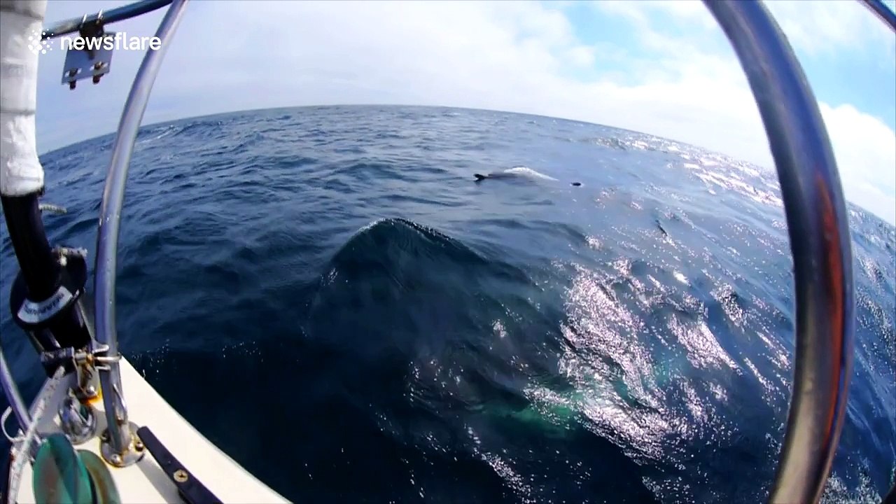 Dolphins swim along sailboat near Santa Barbara