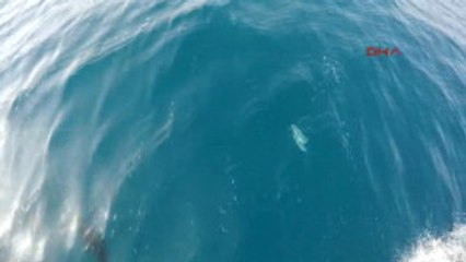 Adana Deniz 'Plastik Çorbası', 700 Canlı Risk Altında