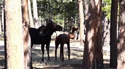 La rencontre de cet élan avec une statue n'aurait pas pu se terminer autrement