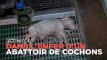 Les horribles conditions de vie des cochons dans un élevage du Finistère