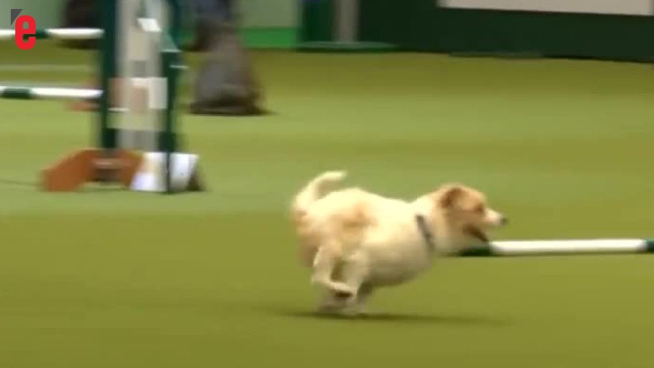 Ce Jack Russel n'en fait qu'à sa tête pendant un concours d'obstacles
