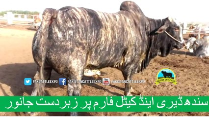 347 || Amazing Cow qurbani || Karachi sohrab Goth || Cow mandi || Sindh Dairy Cattle Farm