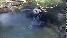 La parade nuptiale des pandas du zoo de Beauval sous haute surveillance