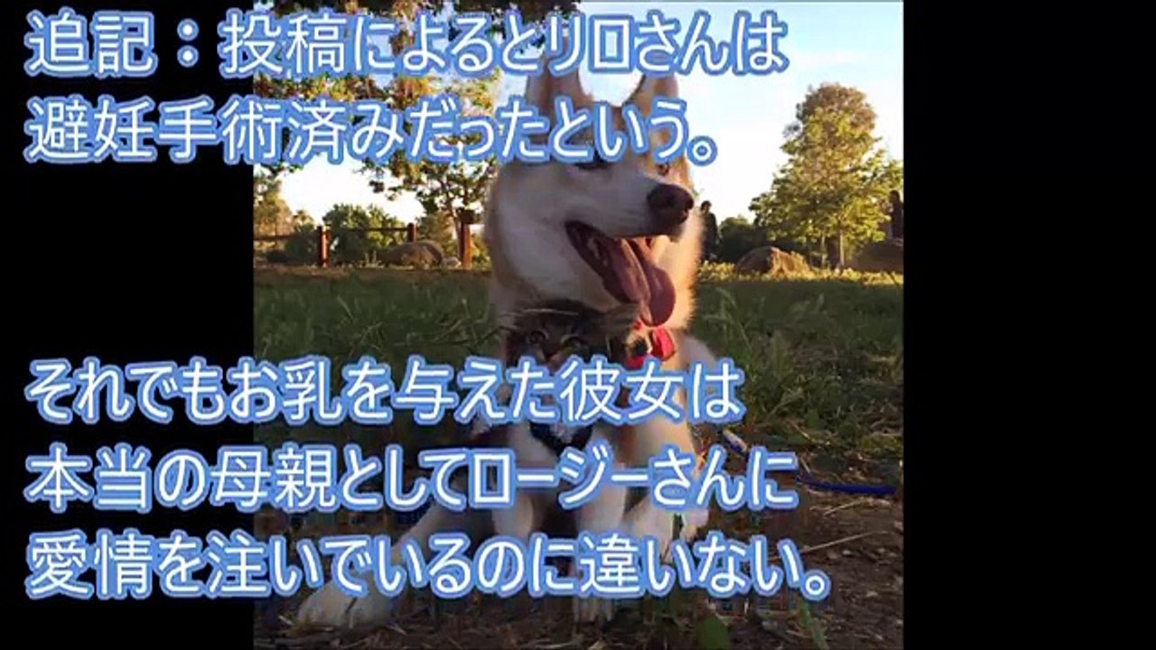 【感動】ハスキー犬に育てられた猫、犬化が止まらなくてかわいすぎるｗｗｗ
