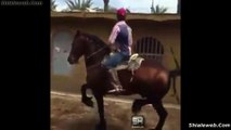 IMPRESIONANTE CABALLO BAILADOR PURA SANGRE DE HACIENDA LA MEJOR GANADERIA DE LA ZONA