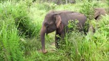 Elephants for Kids - Wild Animals Video for Children