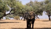 Elephants for Kids - Wild Animals Video for Children - Elephants