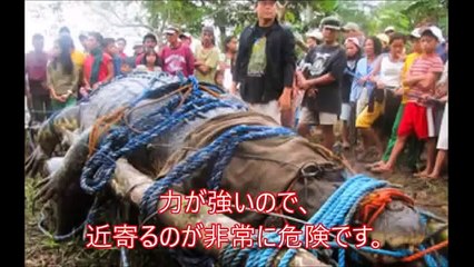 【驚愕】世界の巨大すぎるヘビ　画像集