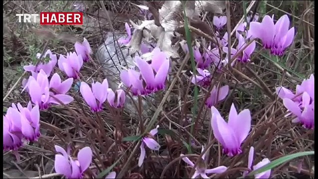 Endemik bitki yuvası Muğla